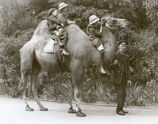 Een Bactrische Kameelrit met verzorger en drie kinderen in de London Zoo, mei 1914
